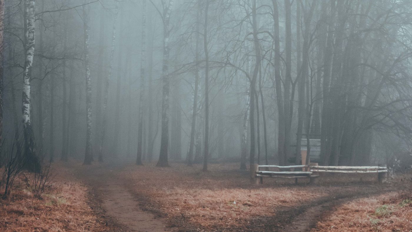 Un camino que se bifurca en dos dentro de un bosque con niebla