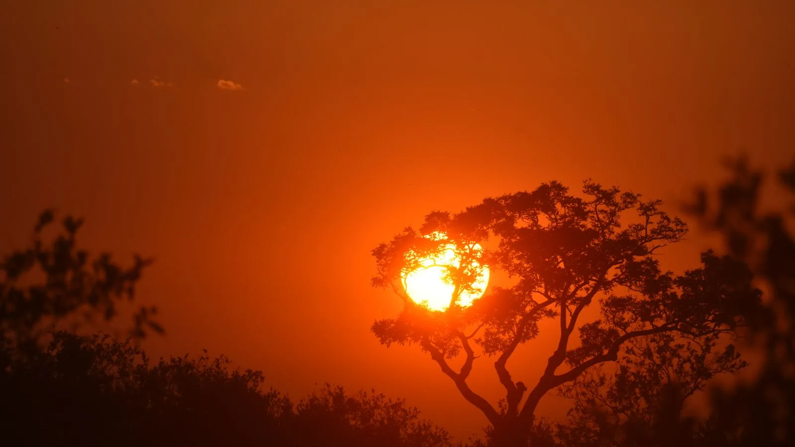 Silueta de acacias al atardecer en la sabana sudafricana